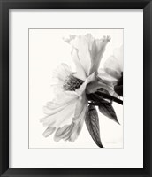 Translucent Peony IV BW Fine Art Print