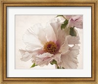 Translucent Peony V Fine Art Print