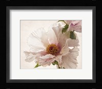 Translucent Peony V Framed Print