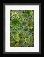 Echeveria II Fine Art Print