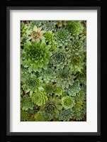 Echeveria II Fine Art Print