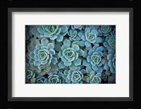 Echeveria III Fine Art Print