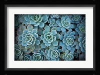Echeveria III Fine Art Print
