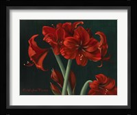 Crimson Beauties Fine Art Print