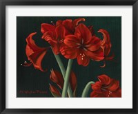 Crimson Beauties Fine Art Print