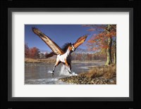 Autumn Pegasus Fine Art Print