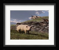 Free Range Pigs Fine Art Print