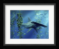 Hammerhead Fine Art Print