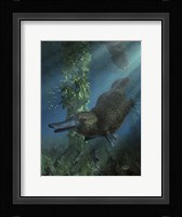 Platypus Fine Art Print