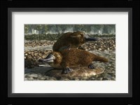 Platypuses Fine Art Print