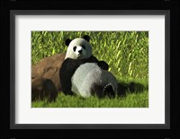 Reclining Panda Framed Print