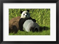 Reclining Panda Framed Print