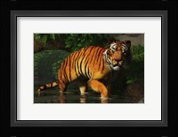Wading Tiger Fine Art Print