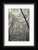 Squall Fine Art Print