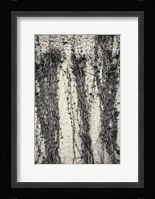Winter Vines On Stucco Framed Print