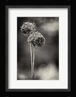 Gris-Gris Fine Art Print