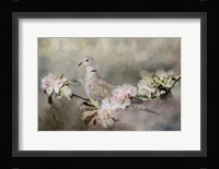 Eurasian Dove In The Garden Fine Art Print