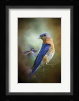 Portait Of A Bluebird Fine Art Print