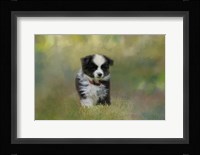 Puppyhood 1 Fine Art Print