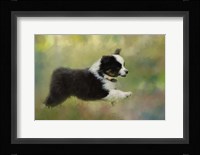 Puppyhood 2 Framed Print