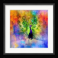 Jazzy Peacock Framed Print