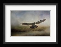 Mississippi Kite In The Marsh Fine Art Print