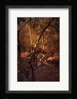 Shiloh Creek 2 Fine Art Print