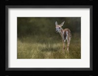 Tiny Fawn In The Meadow Fine Art Print
