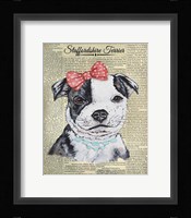 Staffordshire Terrier Framed Print