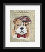 English Bulldog Framed Print