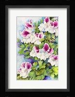 Regal Geranium Fine Art Print