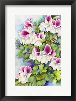 Regal Geranium Fine Art Print