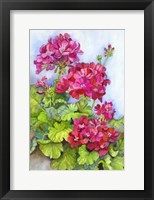 Bold Blue Sky Bright Geraniums Fine Art Print