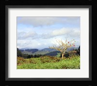 New Zealand 2 Framed Print