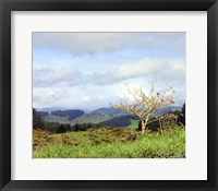 New Zealand 2 Framed Print