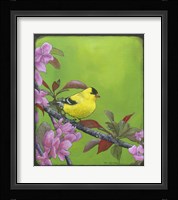 Goldfinch Fine Art Print