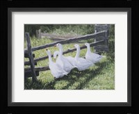 Summer Sunlight Fine Art Print