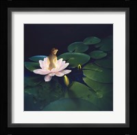 Waterlilies Fine Art Print