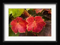 Autumn Leaves 2 Fine Art Print