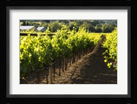 Let's Go Make Merlot Framed Print