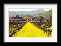 Napa Valley in Winter Framed Print