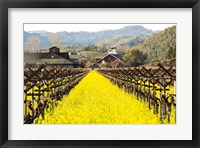 Napa Valley in Winter Framed Print