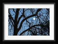 Winter Moon Fine Art Print