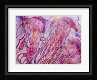 Pink Jellyfish Fine Art Print