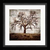 Cottonwood Tree Part 1 Fine Art Print
