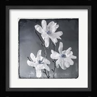 Blue Magnolia 2 Framed Print