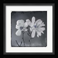 Blue Magnolia 3 Fine Art Print