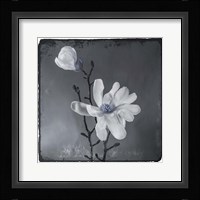 Blue Magnolia Framed Print