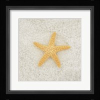 Gypsy Sea Life 2 Fine Art Print