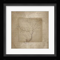 Sea Life 3 Framed Print